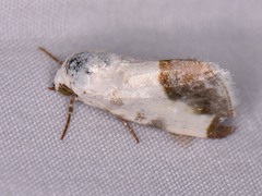 Acontia cretata