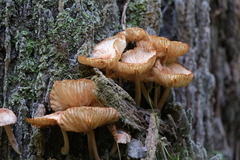 Desarmillaria tabescens