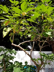 Brugmansia suaveolens