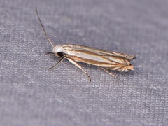 Polyhymno luteostrigella