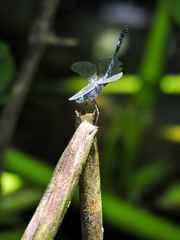 Micrathyria schumanni