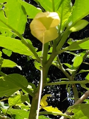 Brugmansia suaveolens