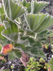 Pelargonium cucullatum cucullatum
