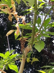Brugmansia suaveolens