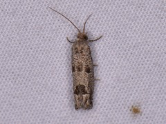 Pelochrista consobrinana