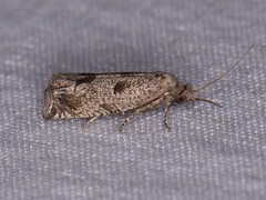 Pelochrista consobrinana