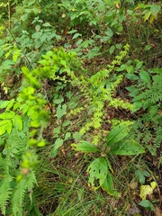 Veratrum parviflorum