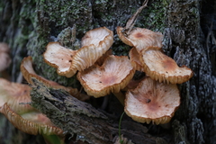 Desarmillaria tabescens
