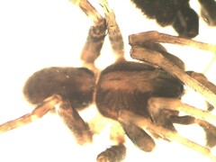Pardosa alacris