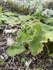 Pelargonium cucullatum cucullatum