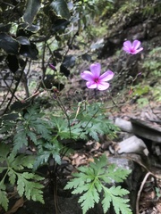 Geranium palmatum