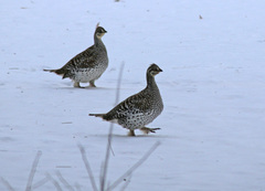 Tympanuchus phasianellus