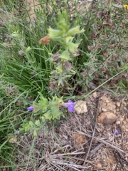 Salvia texana