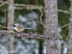 Poecile hudsonicus