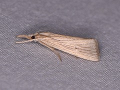Eoreuma densellus