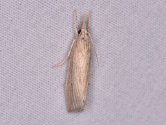 Eoreuma densellus