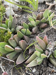Delosperma