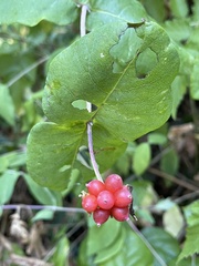 Lonicera ciliosa