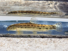 Cobitis paludica