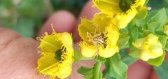 Misumenops