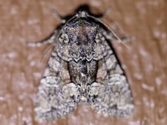 Fishia illocata