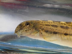 Cobitis paludica