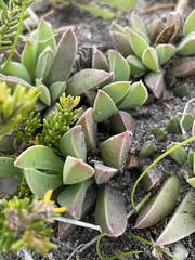 Delosperma