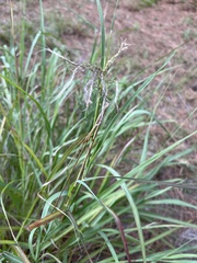 Bothriochloa bladhii