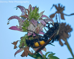 Pygodasis quadrimaculata