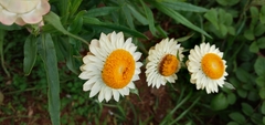 Xerochrysum bracteatum