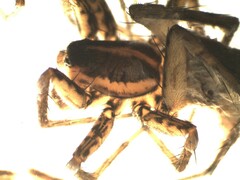 Pardosa palustris