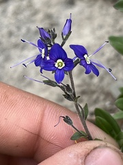 Veronica cusickii