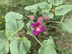 Proboscidea louisianica fragrans