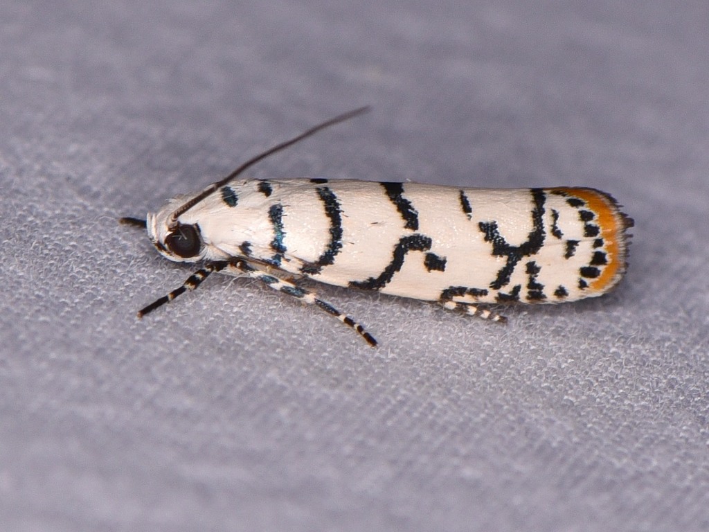 Ethmiinae