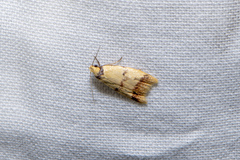 Heteroteucha anthodora