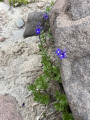 Veronica cusickii