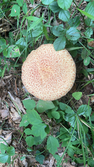 Suillus spraguei