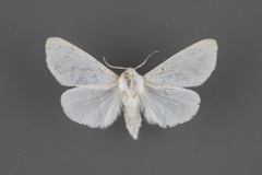 Hyphantria cunea