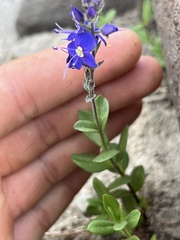 Veronica cusickii