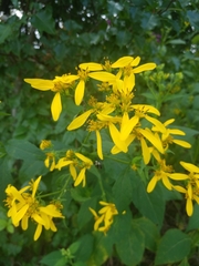 Verbesina occidentalis
