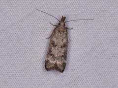Dichomeris inversella