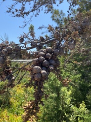 Cupressus