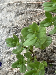Veronica cusickii