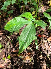 Arisaema quinatum