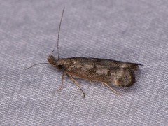 Dichomeris inversella