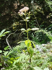 Eutrochium purpureum