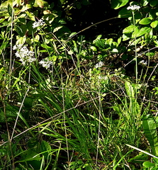 Allium tuberosum