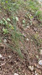 Allium vineale