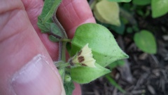 Physalis grisea