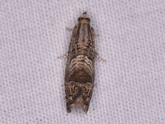 Ofatulena duodecemstriata